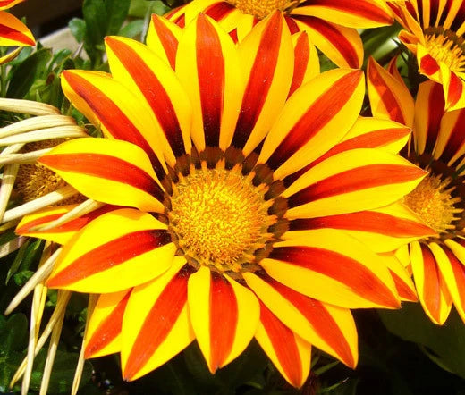 GAZANIA GARDEN LEADER RED STRIPED Gazania Rigens - 200 Bulk Seeds Garden Plants