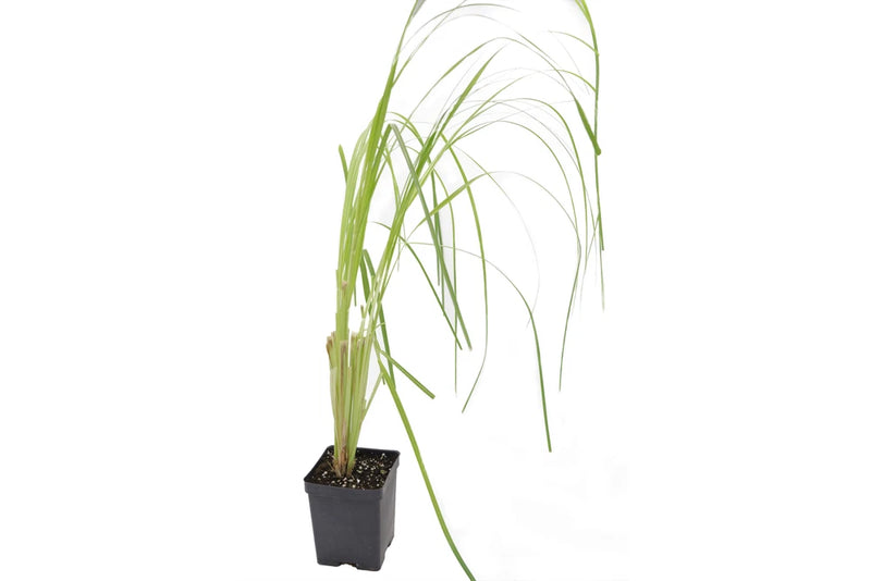 Live WHITE PAMPAS Grass Plant / CORTADERIA Selloana - [Pint Pot] Pampas Grass