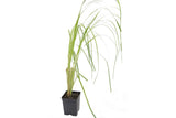 Live WHITE PAMPAS Grass Plant / CORTADERIA Selloana - [Pint Pot] Pampas Grass