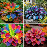 220+ Mixed Color Hosta Seeds for Planting - Hostas Seeds Rare Perennial, Flower Garden Plants