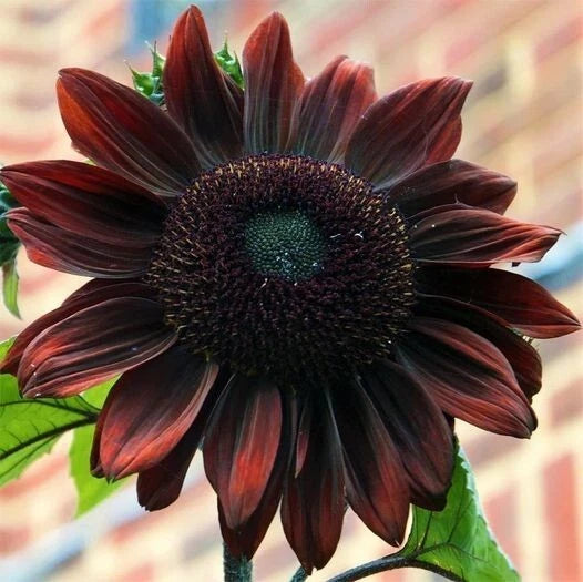 Chocolate Cherry Sunflower Seeds - 50 Seeds - Rich Red-Brown Blooms Sunflower