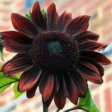 Chocolate Cherry Sunflower Seeds - 50 Seeds - Rich Red-Brown Blooms Sunflower