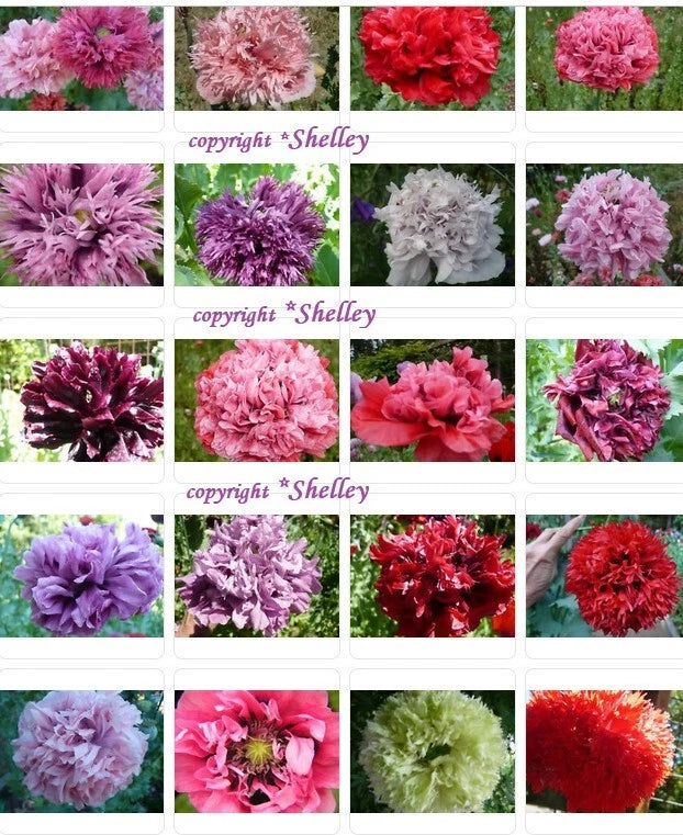 Doubles Peony Pom Pom Som. Poppy Variety Mix 2000 Seeds  *PoppyQueen__ Garden Plants