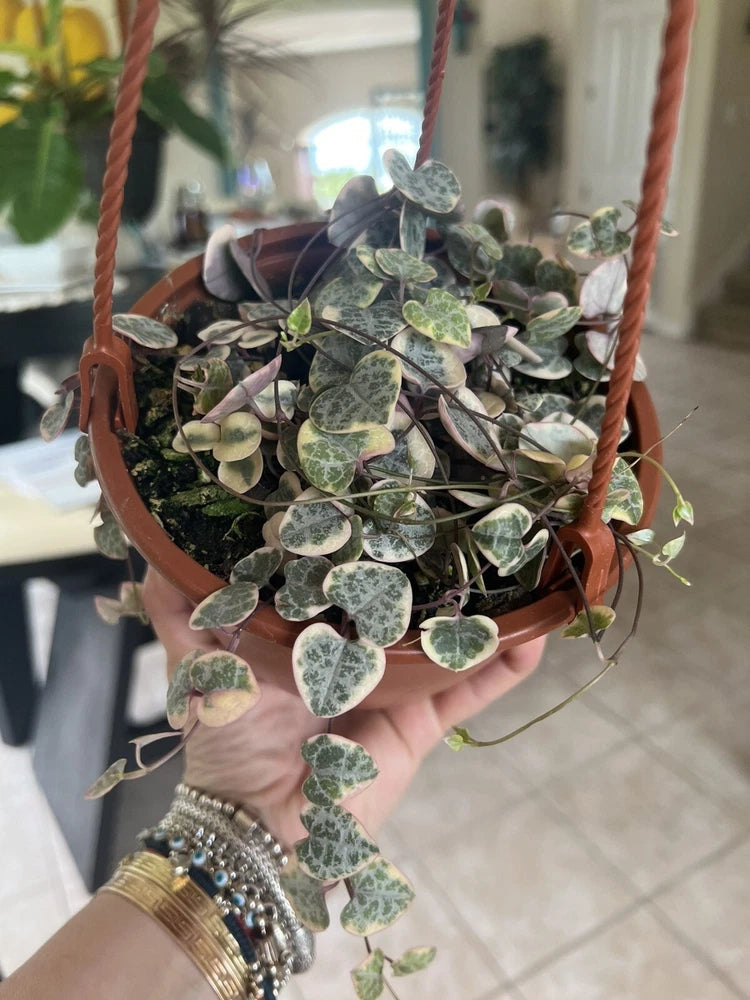 Variegated string of hearts plant in a terracotta hanging basket, heart-shaped leaves
