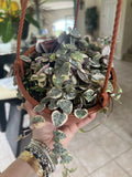variegated string of hearts plant, 6Ó Basket, Super Full, Long Strings Orchids