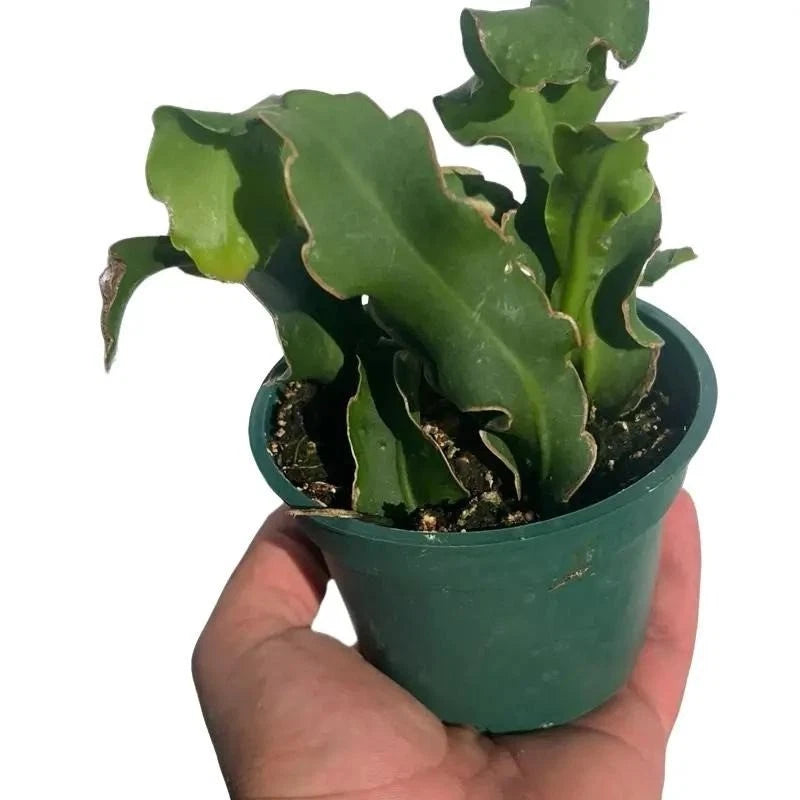 Curly orchid cactus in green pot with wavy segmented green stems and soil
