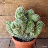 D4833 POLASKIA CHICHIPE CRESTED pot20-H30-W32 cm MaMa Cactus Green Plant