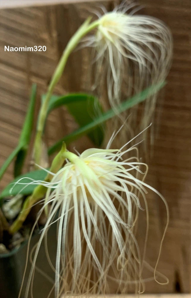 Bulbophyllum Medusea orchid bloom with pale cream, wispy fringes