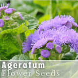 Ageratum Seeds - 150 Seeds - Lavender Mist - Garden Bloom Annual Flower Seeds Garden Plants