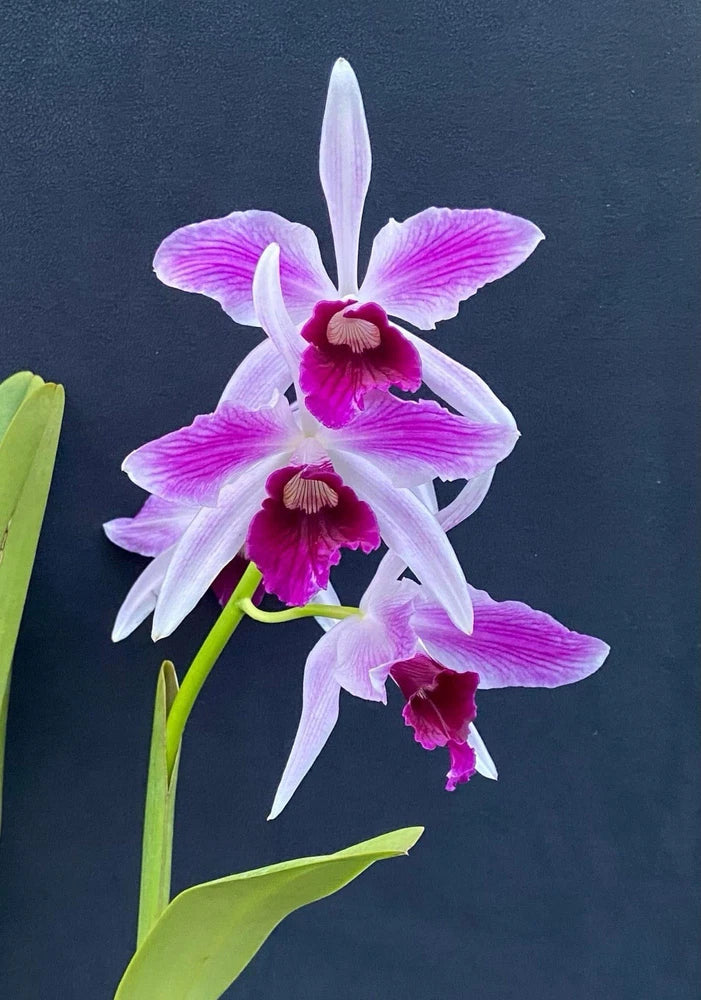 Striped purple-and-white orchid blooms with maroon centers and green leaves
