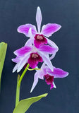 Laelia Pupurata ÒStriataÓ Orchids