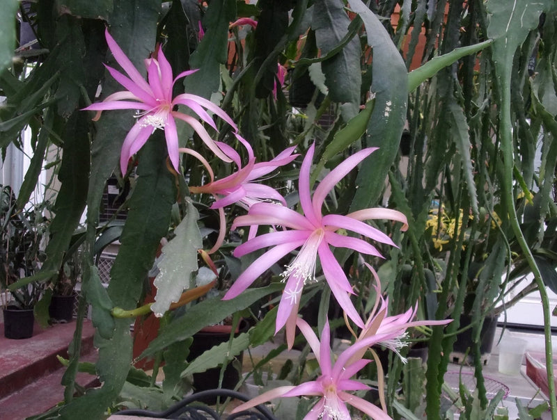 Epiphyllum orchid cuttings with pink star-shaped flowers