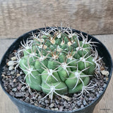 D5739 GYMNOCALYCIUM PFLANSII pot14-H5,5-W10 cm MaMa Cactus Green Plant