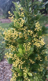 4"Pot of Chinese Perfume Plant-Aglaia odorata-False Lemon Tree-Lemon Scented Garden Plants
