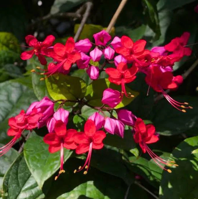 4 Mixed Bleeding Heart Plants, 2 White & 2 Red, 4Ð6Ó Tall, Ships No Pot Flowering Plants