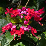 4 Mixed Bleeding Heart Plants, 2 White & 2 Red, 4Ð6Ó Tall, Ships No Pot Flowering Plants