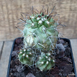 D3288 COPIAPOA PEPIANA pot10-H10-W10 cm MaMa Cactus Green Plant