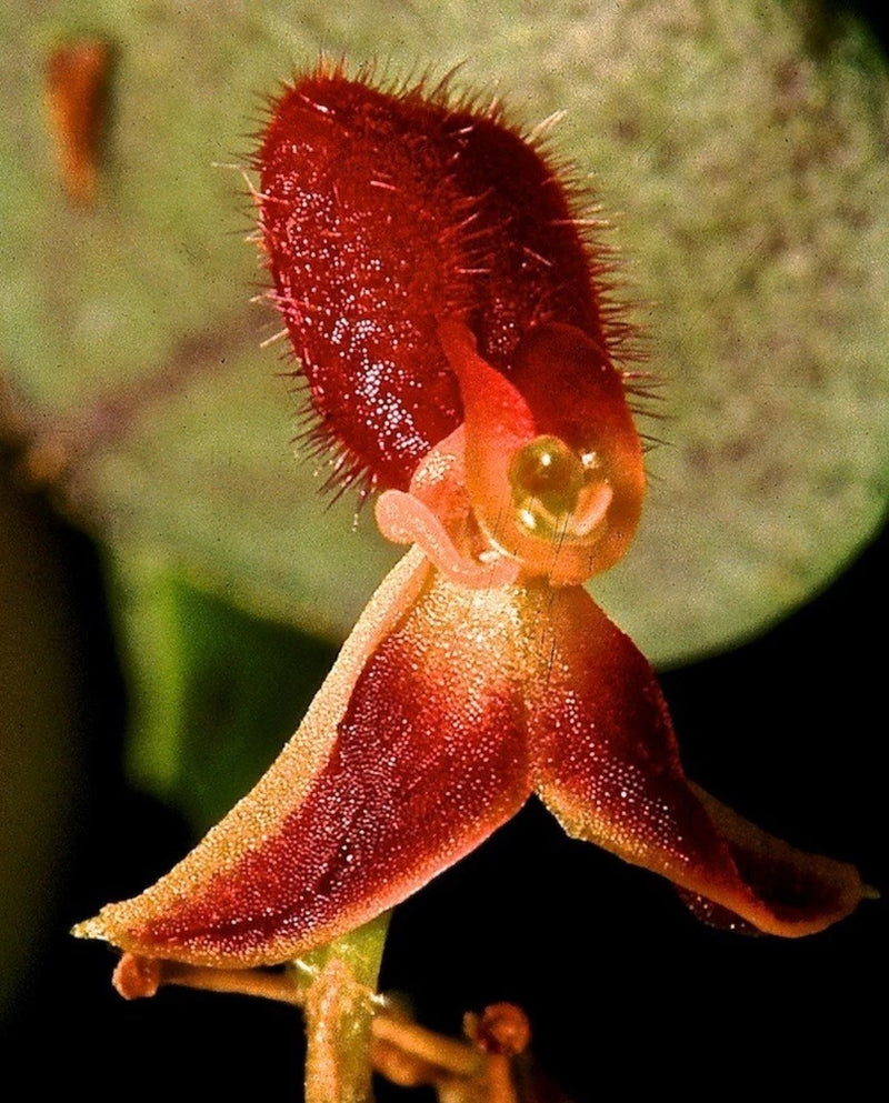 Red Andinia werneri orchid with fringed petals and curved lip