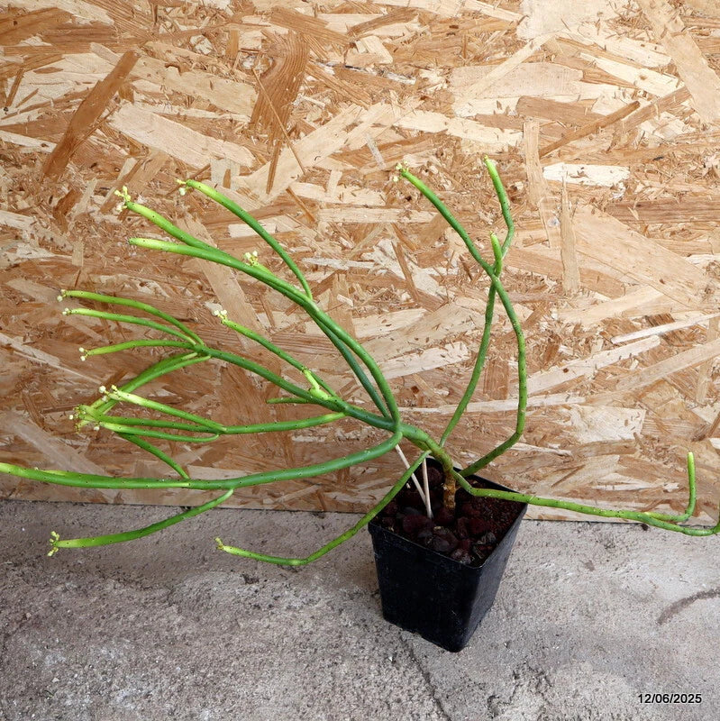 D4578 EUPHORBIA LEUCODENDRON pot12-H50-W51 cm MaMa Cactus Green Plant