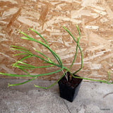 D4578 EUPHORBIA LEUCODENDRON pot12-H50-W51 cm MaMa Cactus Green Plant