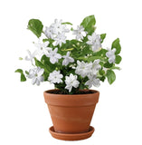 Maid of Orleans Arabian Jasmine Rooted Starter Plant Jasminum Sambac Fragrant Green Plant