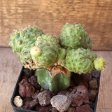 D4984 GYMNOCALYCIUM BALDIANUM INERMIS MONSTER GRAFT pot9-H9-W12 cm MaMa Cactus Green Plant