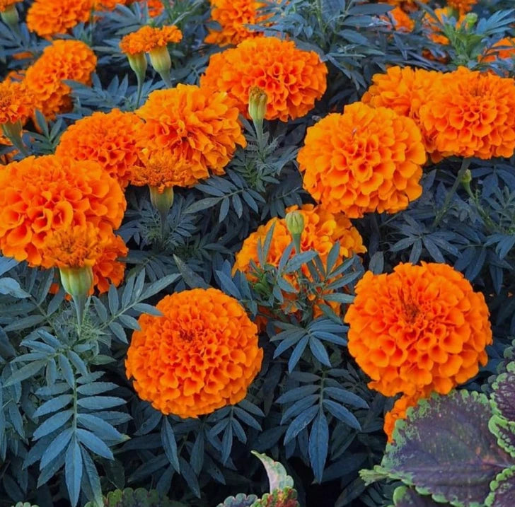 Live Hawaii Marigold Plant Ð 3Ð5"Tall Ð 2PPP Ð Indoor or Outdoor Garden Garden Plants