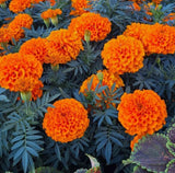 Live Hawaii Marigold Plant Ð 3Ð5"Tall Ð 2PPP Ð Indoor or Outdoor Garden Garden Plants