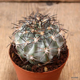 D7770 ACANTHOCALYCIUM GLAUCUM pot7,5-H6-W6,5 cm MaMa Cactus Green Plant