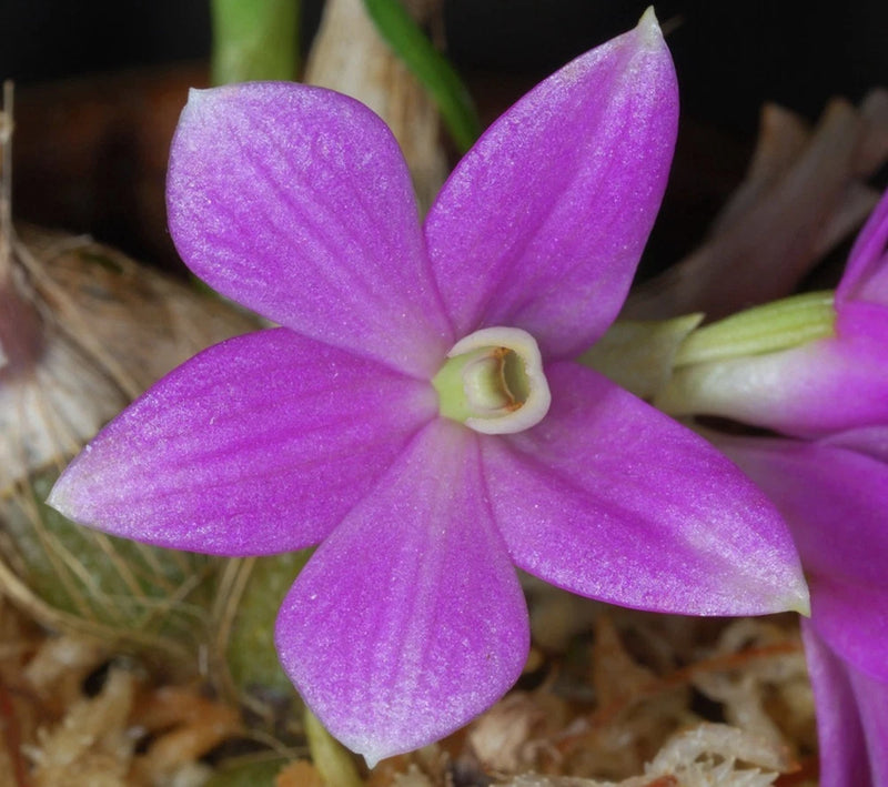 Purple Dendrobium laevaifollum orchid flower with five speckled petals