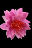 LARGE 8" Artificial lotus blossom flower PURPLE Flowering Plants