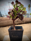 Live Succulent Plant Rooted Desert Rose Real Photo Cactus Tree Home Garden Decor Garden Plants