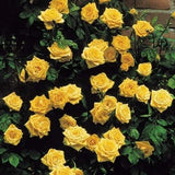 20pcs Yellow Climbing Rose Seeds - Rare Non GMO Heirloom Variety for Your Garden Garden Plants