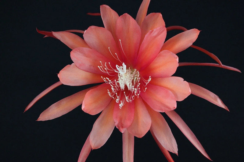 Pink-orange orchid cactus flower with long petals and visible stamens