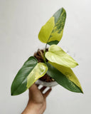 Philodendron Bipennifolium Variegated rare variegated plant Green Plant
