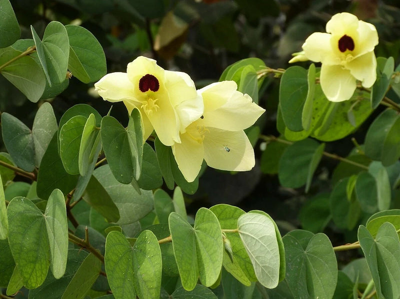 Bauhinia Tomentosa 15 Seeds, Yellow Bell Small Orchid Tree Shrub, St. Thomas Flowering Plants