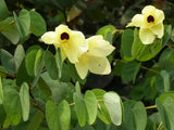 Bauhinia Tomentosa 15 Seeds, Yellow Bell Small Orchid Tree Shrub, St. Thomas Flowering Plants
