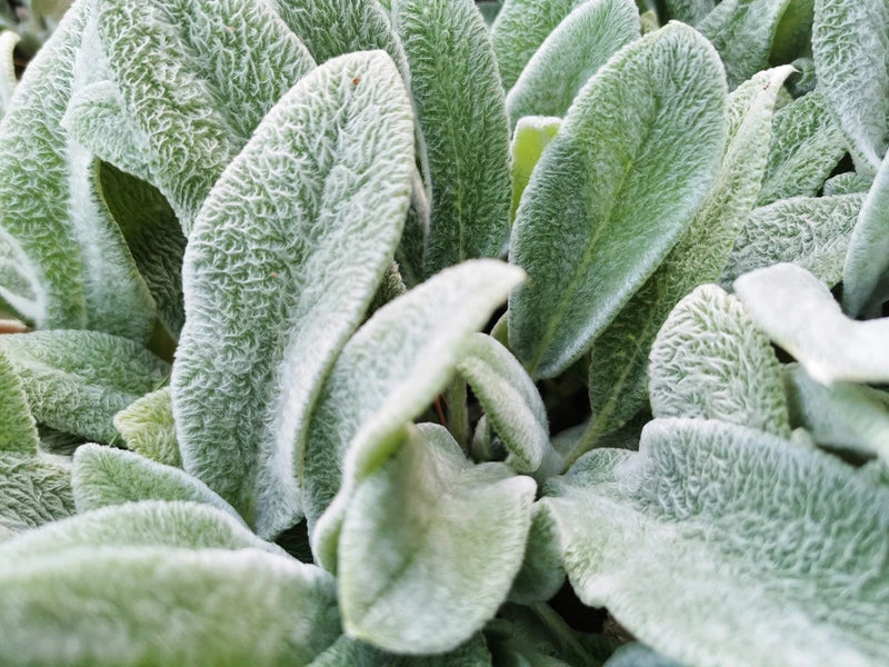 100 Wolly LAMBS EAR Stachys Byzantina Silvery Fuzzy Leaves Purple Flower Seeds Flowering Plants
