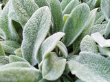 100 Wolly LAMBS EAR Stachys Byzantina Silvery Fuzzy Leaves Purple Flower Seeds Flowering Plants
