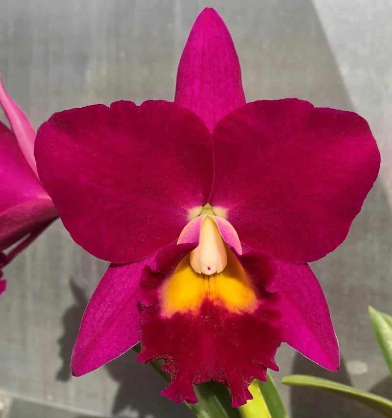 Fuchsia orchid bloom with yellow center on mounted display