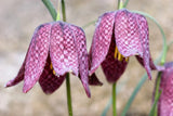 10 CHECKER LILY Fritillaria Affinis Chocolate Mission Bells Flower Seeds Lily