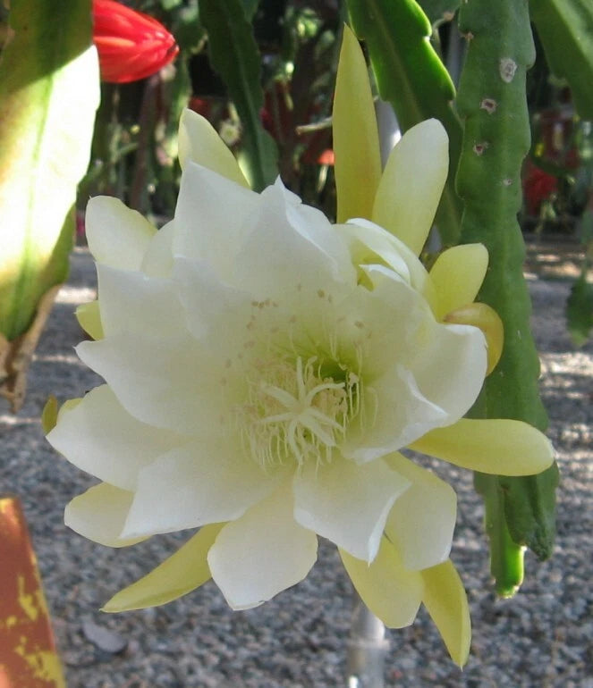 White orchid cactus flower with layered petals and pale green spines