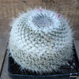 D1051 MAMMILLARIA HANIANA pot14-H11-W13 cm MaMa Cactus Green Plant