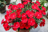 100 RED CARDINAL DIANTHUS Caryophyllaceae Flower Seeds *Flat S/H Carnation