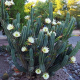 Cereus hildmannianus QUEEN OF THE NIGHT blooming cacti rare flower seed 50 SEEDS Flowering Plants