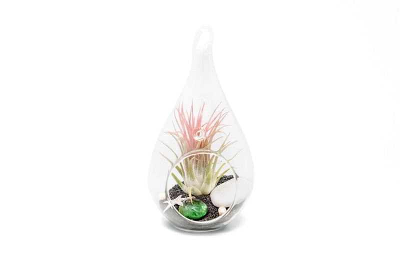 Glass Teardrop Beachy Terrarium with Tillandsia Air Plant - Easy Care Decor Green Plant