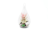 Glass Teardrop Beachy Terrarium with Tillandsia Air Plant - Easy Care Decor Green Plant