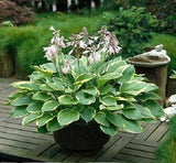 Hosta Seeds - 20+ Elephant Ears Hosta Plants Seeds for Planting Outdoor Flowering Plants