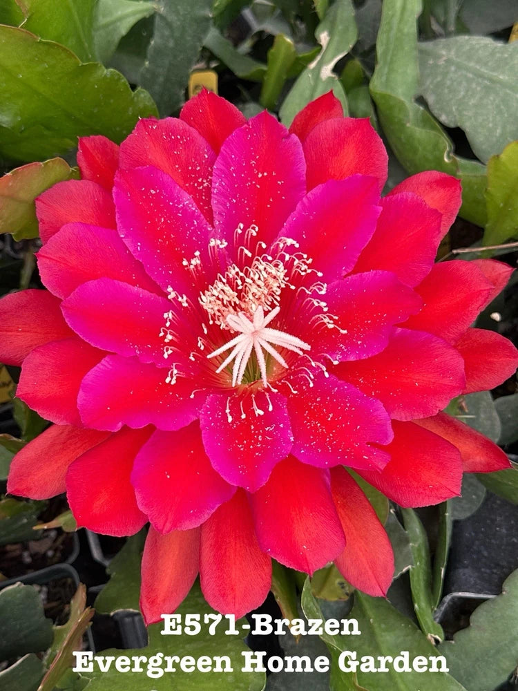 Red orchid cactus flower with star-shaped petals and visible stamens among green stems