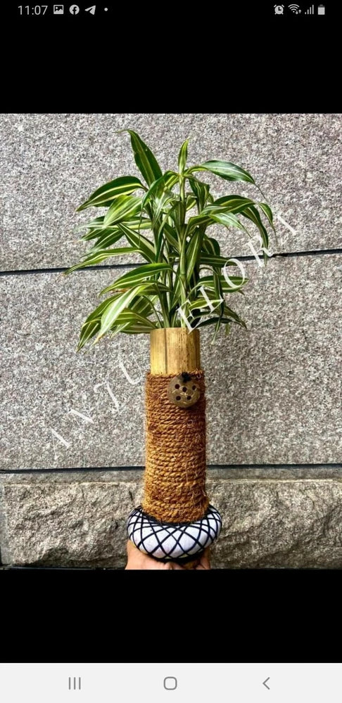 green plant pot(desk plant pot) Green Plant